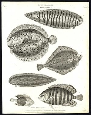 Antique print-NATURAL HISTORY-FISH-FLOUNDER-ZEBRA-PLEURONECTES-Rees-1820