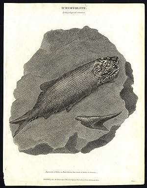 Antique print-NATURAL HISTORY-FISH-FOSSIL-REMAINS-Rees-1820