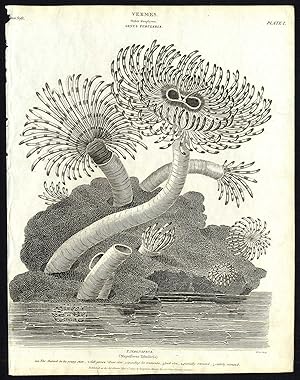 Antique print-NATURAL HISTORY-MARINE ANIMAL-TUBULARIA-HYDROID-Rees-1820