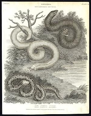 Antique print-NATURAL HISTORY-AMPHIBIAN-SNAKE-CAECILIA-AMPHISBAENA-Rees-1820