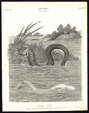 Antique print-NATURAL HISTORY-SNAKE-AMPHIBIAN-SIREN-EEL SHAPED-Rees-1820