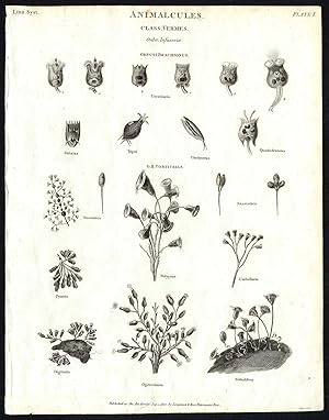 Antique print-NATURAL HISTORY-PROTOZOAN-PERITRICHS-BELL ANIMALCULES-Rees-1820