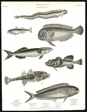 Antique print-NATURAL HISTORY-BULL HEAD-CORYPHENE-SUCKING FISH-GOBY-Rees-1820