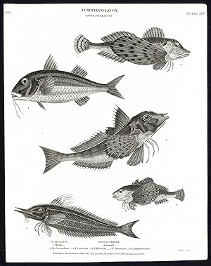 Antique print-NATURAL HISTORY-FISH-MULLET-GURNARD-MULLUS-TRIGLA-Rees-1820
