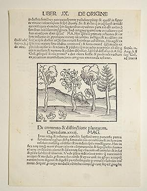 Seller image for Margarita Philosophica (VD16 R 1035). Blatt aus: Liber IX, Cap. xxvi-xxvii, De Origine Rerum Naturalium. for sale by Versandantiquariat Christine Laist
