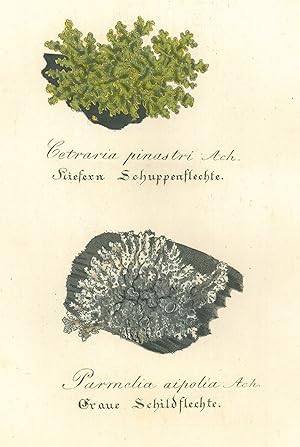 PILZE. - Flechte. "Cetraria pinastri. Kiefern Schuppenflechte" und "Parmelia aipolia. Graue Schil...