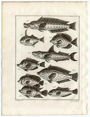 Antique Print-AMBON-SOUTHEAST ASIA-TROPICAL FISH-XXX-Schley-Bellin-Roman-1767
