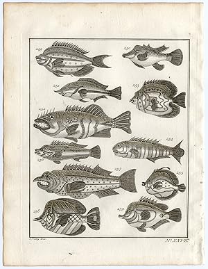 Antique Print-AMBON-SOUTHEAST ASIA-TROPICAL FISH-XXVII-Schley-Bellin-Roman-1767