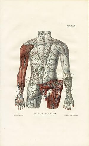 Antique Anatomy Print-LYMPHATIC SYSTEM-BACK-SPINE-ARM-Richter-1839