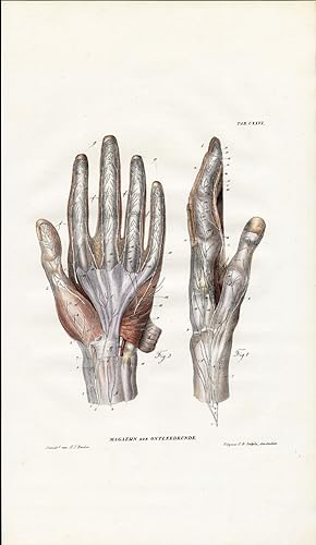 Antique Anatomy Print-NEUROLOGY-NERVE-HAND-Richter-1839
