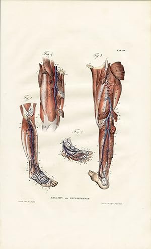 Antique Anatomy Print-ANGIOLOGY-ARTERY-LOWER LIMBS-LEGS-Richter-1839