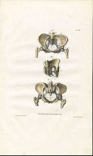 Antique Anatomy Print-BEKKEN-FEMALE PELVIS-ONTLEEDKUNDE-Richter-1839