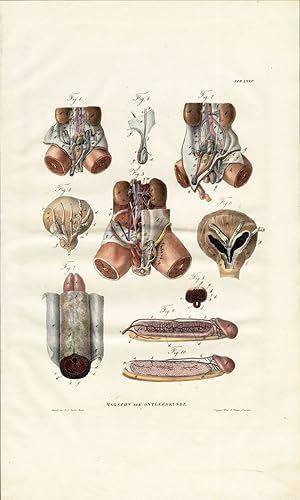 Antique Anatomy Print-SPLANCHNOLOGY-VISCERA-MALE REPRODUCTION-Richter-1839