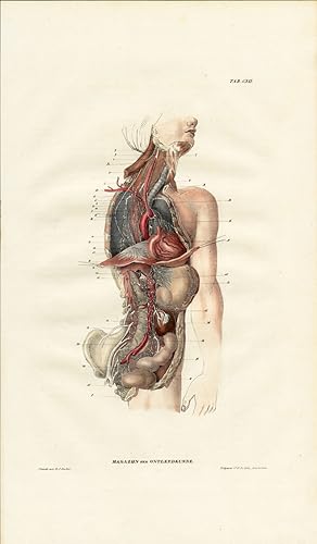 Antique Anatomy Print-NEUROLOGY-NERVE-GANGLION-Richter-1839