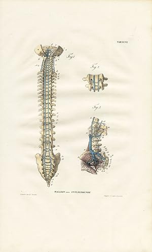 Antique Anatomy Print-ANGIOLOGY-ARTERY-SPINE-INFERIOR VENA CAVA-Richter-1839