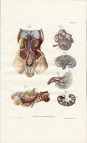 Antique Anatomy Print-SPLANCHNOLOGY-VISCERA-MALE REPRODUCTION-PENIS-Richter-1839
