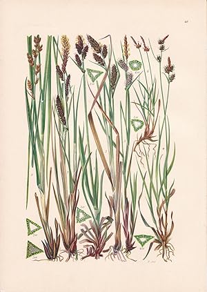 Imagen del vendedor de Carex rigida / Starke Segge a la venta por Antiquariat Kastanienhof