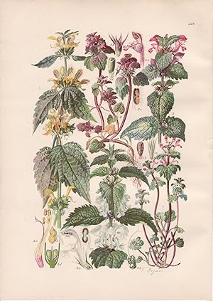 Imagen del vendedor de Lamium amplexicaule / Stngelumfassende Taubnessel a la venta por Antiquariat Kastanienhof