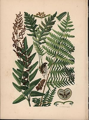 Imagen del vendedor de Pteridium aquilinum / Adlerfarn a la venta por Antiquariat Kastanienhof