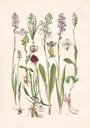 Imagen del vendedor de Chamaeorchis alpinus / Zwergstendel a la venta por Antiquariat Kastanienhof