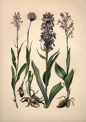 Imagen del vendedor de Orchis maculatus / Mnnliches Knabenkraut a la venta por Antiquariat Kastanienhof