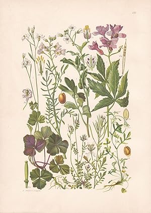 Imagen del vendedor de Cardamine trifolia / Kleeblttriges Schaumkraut a la venta por Antiquariat Kastanienhof