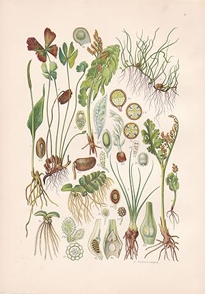 Imagen del vendedor de Ophioglossum vulgatum / Gewhnliche Natternzunge a la venta por Antiquariat Kastanienhof