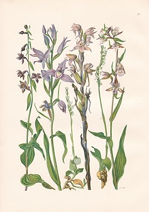 Imagen del vendedor de Cephalanthera rubra / Rotes Waldvglein (Orchidee) a la venta por Antiquariat Kastanienhof
