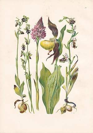Imagen del vendedor de Cypripedium calceolus / Gelber Frauenschuh a la venta por Antiquariat Kastanienhof