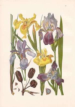Imagen del vendedor de Iris Sibirica / Sibirische Schwertlilie a la venta por Antiquariat Kastanienhof