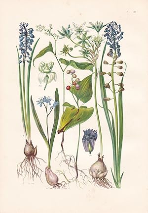 Imagen del vendedor de Scilla bifolia / Zweiblttriger Blaustern a la venta por Antiquariat Kastanienhof