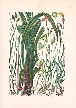 Imagen del vendedor de Carex clauca / Blaugrne Segge a la venta por Antiquariat Kastanienhof