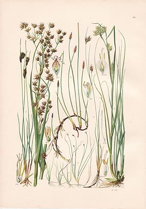 Imagen del vendedor de Heleocharis palustris / Gewhnliche Sumpfbinse a la venta por Antiquariat Kastanienhof