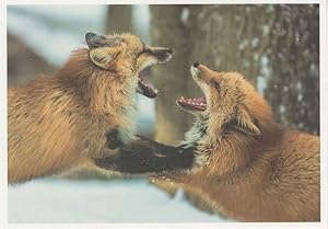 Imagen del vendedor de Husky Snow Dogs Wolves Fighting Dogfight German Postcard a la venta por Postcard Finder