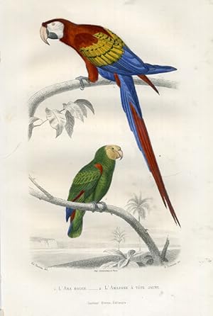 Antique Print-SCARLET MACAW-AMAZON-MACAW-Buffon-1853