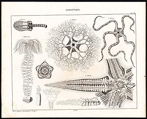 Antique Print-ECHINODERMS-BRITTLE STAR-OPHIURAN-ENERIUS-Plate XVIII-Oken-1833