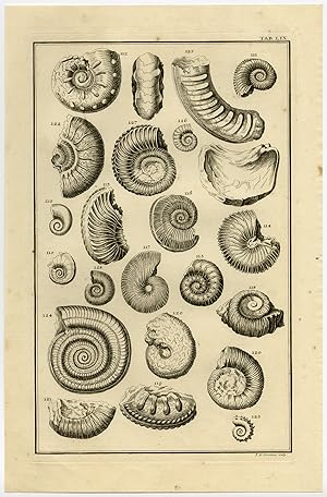Antique Print-FOSSIL-SEA SHELL-LIX-Scheuchzer-Fussli-1731