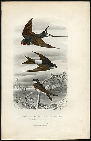 Antique Print-BARN SWALLOW-HOUSE MARTIN-Buffon-1853