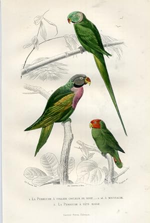 Antique Print-RED BREASTED PARAKEET-Buffon-1853