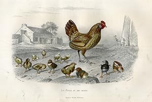 Antique Print-HEN-CHICKEN-CHICK-FOWL-Buffon-1853