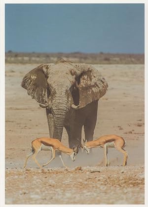 Imagen del vendedor de Desert Beach Elephant With Baby Deer Cute Animal Postcard a la venta por Postcard Finder