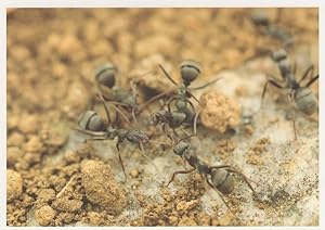 Worker Ant Ants Building Home Nest Amazing Insect Postcard