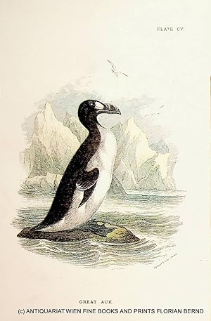 Great Auk / Pinguinus impennis / Riesenalk