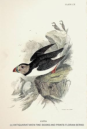 Puffin / common puffin Atlantic puffin / Fratercula arctica / Papageitaucher