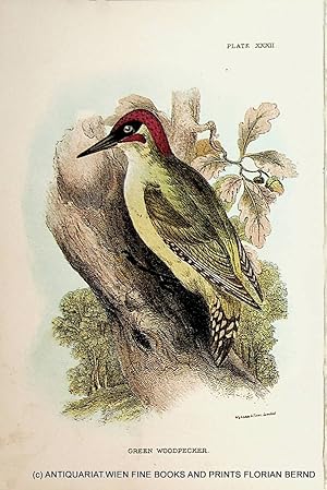 Green Woodpecker / European green woodpecker / Picus viridis / Grünspecht