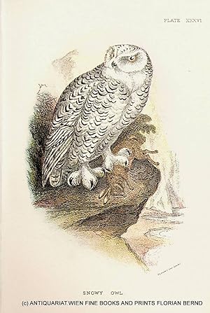 Snowy Owl / Snowy owl / Bubo scandiacus / Schnee-Eule