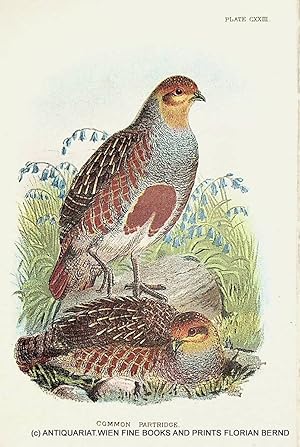 Partridge / Grey partridge / Perdix perdix / Rebhuhn