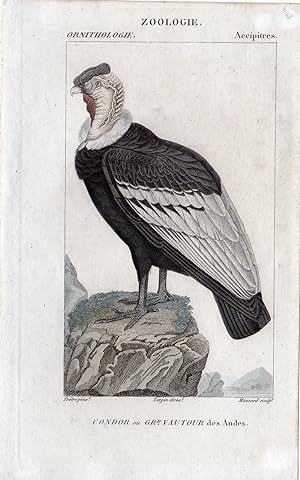 Bild des Verkufers fr Antique Print-CONDOR-PREDATOR-BIRD-ANDES-Petre-Massard-1816 zum Verkauf von Pictura Prints, Art & Books