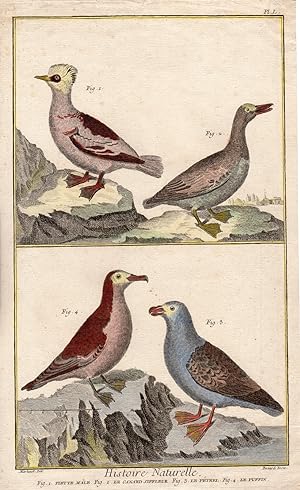Bild des Verkufers fr Antique Print-WATER BIRDS-Martinet-Benard-1762-1777 zum Verkauf von Pictura Prints, Art & Books