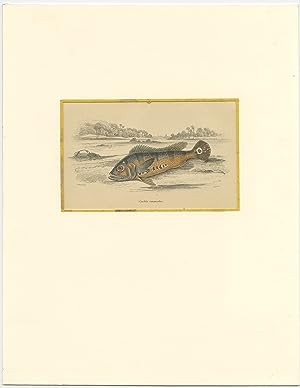 Antique Print of the Tucanare Peacock Bass (c.1850)